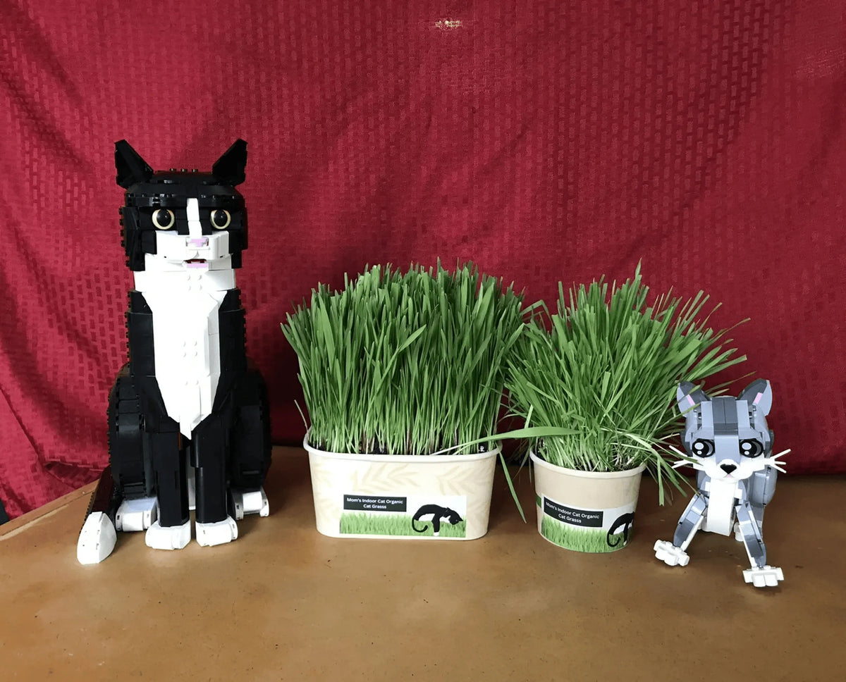 Mom's Indoor Cat Grass Bowl